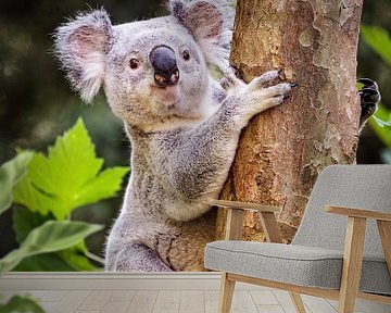 Koala van Rob Boon