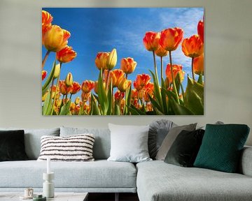 Tulipes sur Ad Jekel