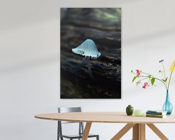 Mooie witte paddenstoel van DutchRosephotography