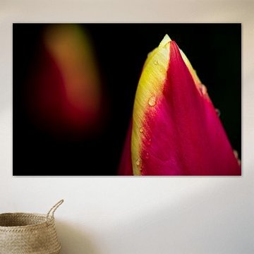 Tulpe mit Regentropfen