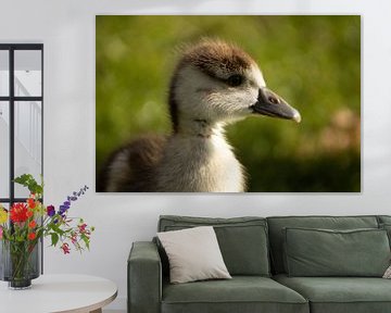 Nile goose chick by DutchRosephotography