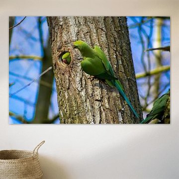 Perruches à collier