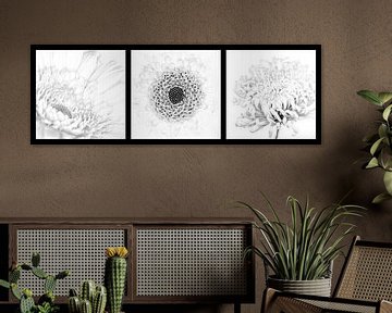 Triptych light flowers black and white horizontal