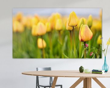 Geel - rode tulpen in de lente van eric van der eijk