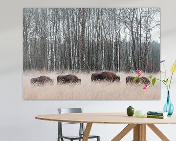 Kudde bizons in het hoge gras | Wisent savanne landschap Maashorst Nederland