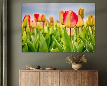 Rood - gele tulpen in een bollenveld