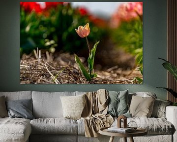 Les tulipes à Texel - Lonely sur Texel360Fotografie Richard Heerschap