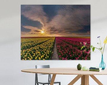 Tulpen op Texel - Mixed groot van Texel360Fotografie Richard Heerschap