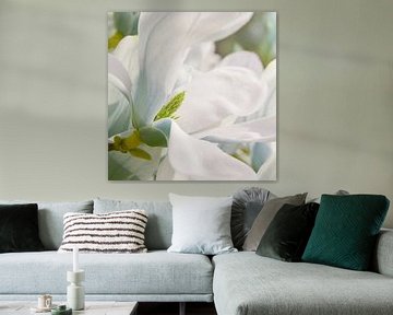 Magnolia sur Violetta Honkisz