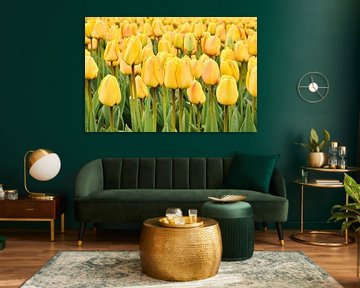 Nahaufnahme von gelben Tulpen in einem Blumenzwiebelfeld von eric van der eijk