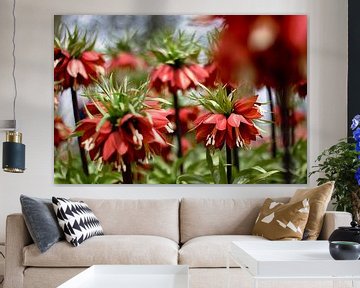 Keizerskroon (Fritillaria imperialis) van Lindy Schenk-Smit