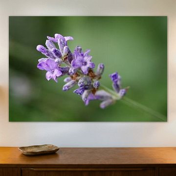 Lavendel (Lavandula angustifolia)