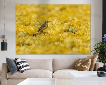 Yellow wagtail on yellow tulips by Pieter Elshout