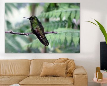 Hummingbird by Antwan Janssen