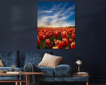 Coucher de soleil dans un champ de tulipes - Sommelsdijk Zeeland