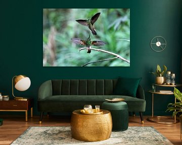 Kolibries van Antwan Janssen