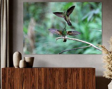 Kolibries van Antwan Janssen