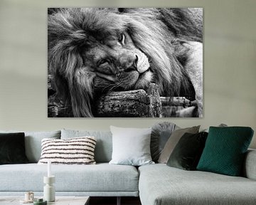 Sleeping lion by Bert Hooijer