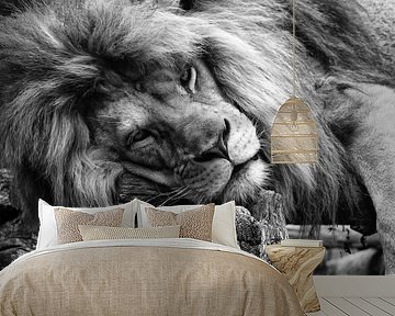 Sleeping lion by Bert Hooijer