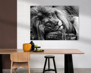 Sleeping lion van Bert Hooijer