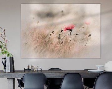 Delicate poppy in field by ahafineartimages