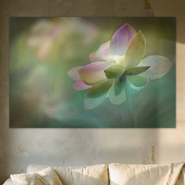 Zartheit einer Lotos Blume