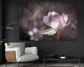 Lotusbloem in zacht licht van Annette Hanl