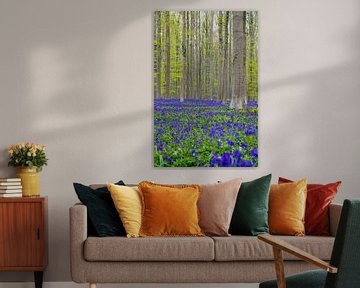 A sea of beautiful blossoming wood hyacinths in the Hallerbos bring a magical atmosphere by Kim Willems