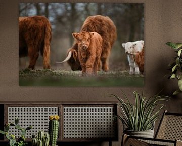 Schotse hooglander kalf met kudde op de achtergrond van Maarten Oerlemans