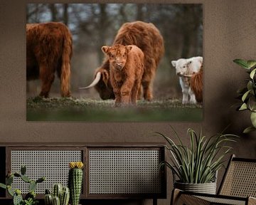 Scottish Highlander calf with herd in the background