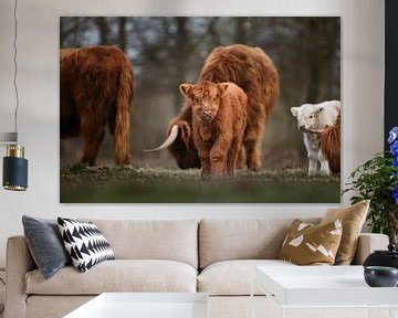 Schotse hooglander kalf met kudde op de achtergrond van Maarten Oerlemans