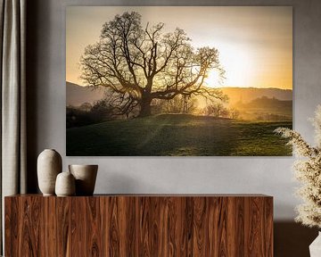 Evening sun at the old lime tree