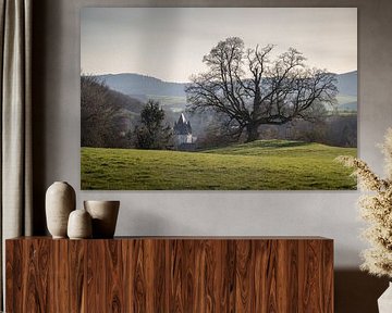 Old lime tree at Amönau