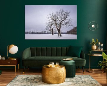 Winter trees in the field