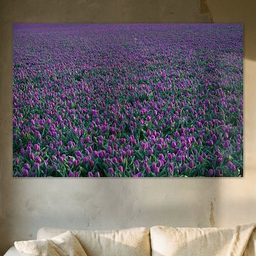 Purple Tulips