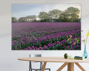 Tulipes violettes sur Barbara Brolsma