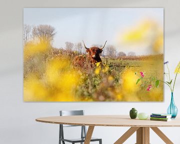 Schotse hooglander in lente van De_Taal_Fotograaf