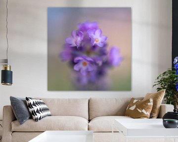 Lavendel in bloei van Marco de Jong