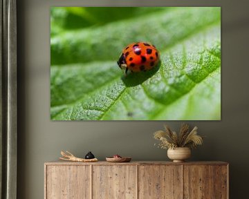 Schöner Marienkäfer auf einem Blatt von Pix-Art By Naomi.k