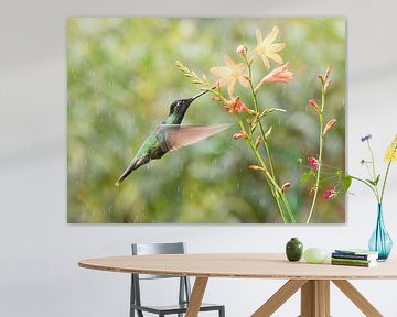 Colibri de Talamanca avec des fleurs orange sur RobJansenphotography