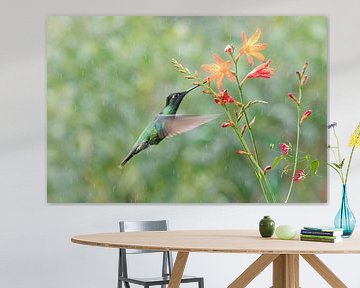 Talamanca Hummingbird met oranje bloemetjes van RobJansenphotography