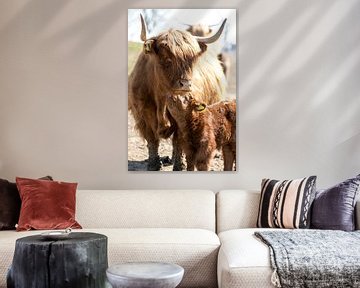 Schotse hoogland runderen, kalf met moeder van Harald Schottner