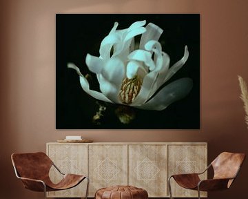 magnolia sur Saskia Schotanus