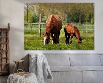 Grazende paarden in de wei van Henk Noevers