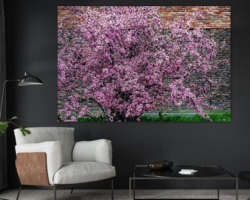 Mooi Roze