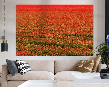 Rood bollenveld met tulpen van Ilya Korzelius