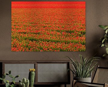 Rood bollenveld met tulpen van Ilya Korzelius