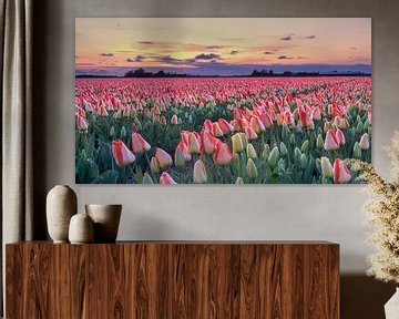 Coloured tulips in spring during the sunset by eric van der eijk