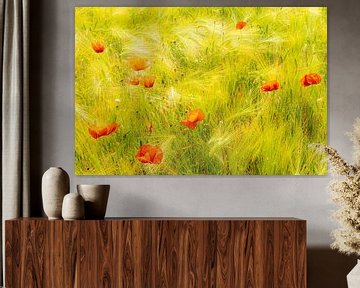 Beauty poppies in the cornfield by Dieter Walther