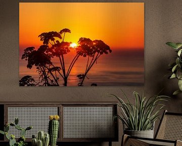Pflanzensilhouette im Sonnenuntergang am Meer